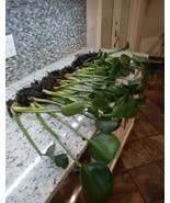  10  XXL BIG  GIANT  WATER HYACINTH POND PLANTS  100% Organic + Free Man... - $49.50