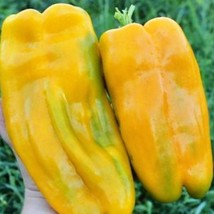 Yellow Monster Sweet Bell Pepper Garden Seeds Gardening New Fresh Seeds - $14.52