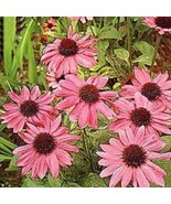 PowerOn 25+ Pink Echinacea/Coneflower Flower Seeds / Perennial - £5.77 GBP