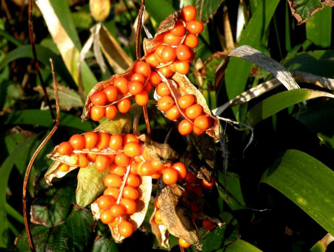 Iris Foetidissima Coral Iris 5 seeds Fresh Gardening - $17.96