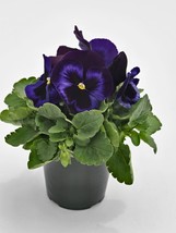 New Fresh Seeds Pansy Inspire Plus Blue Velvet 50 Pansy Seeds New USA Seller - $27.00