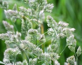 3000 Quickdraw Orchardgrass Cat Grass Petgrass Cocksfoot Coolseason Sun ... - $10.45