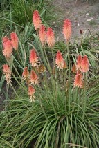 US Seller 25 Fire and Ice Torch Lily Hot Poker Flower Seeds - $10.68