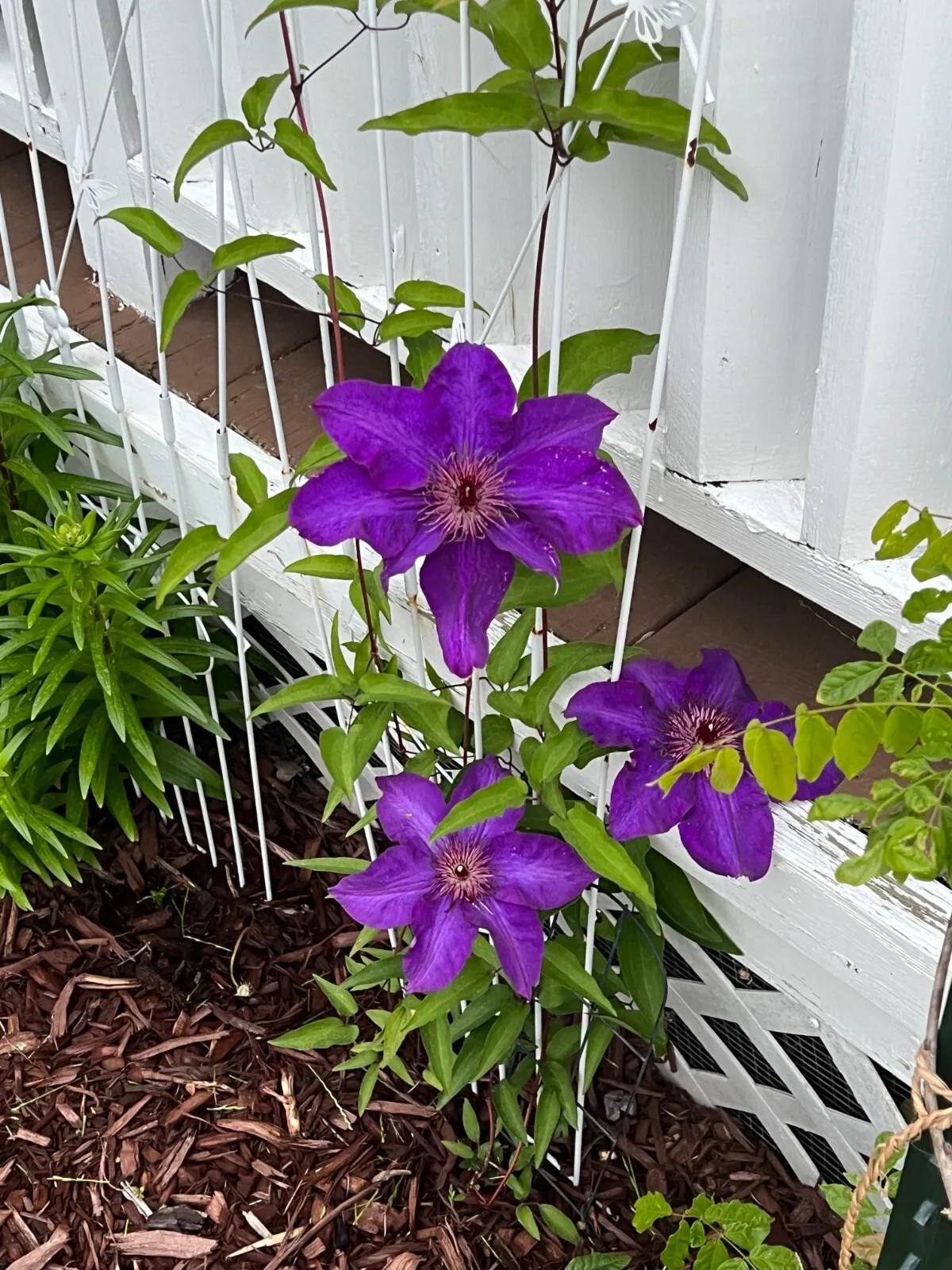 BStore 25 Purple Rhapsody Climbing Clematis Non Gmo Seeds Starter Kits - £7.51 GBP