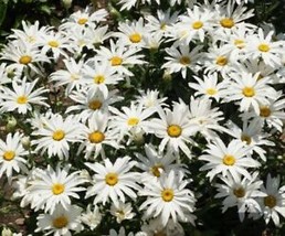 From Usa Shasta Daisy White Princess 16&quot;&quot; Perennial Butterflies Bees Non-GMO 200 - £3.17 GBP