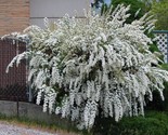 Bridalveil {Genista monosperma} Showy Ornamental White Blooming 10 viabl... - £3.31 GBP