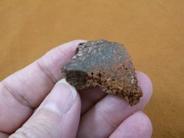(DF300-5) small Fossil REAL DINOSAUR Bone Slice Jurassic Dino love dinos... - $8.59