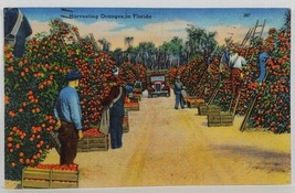 Harvesting Oranges in Florida 1958 to Sipesville Pa Postcard R12 - £5.46 GBP