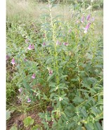 Ceratotheca sesamoides(false sesame), 200 seeds cost is 11 USD, shipping... - $33.00