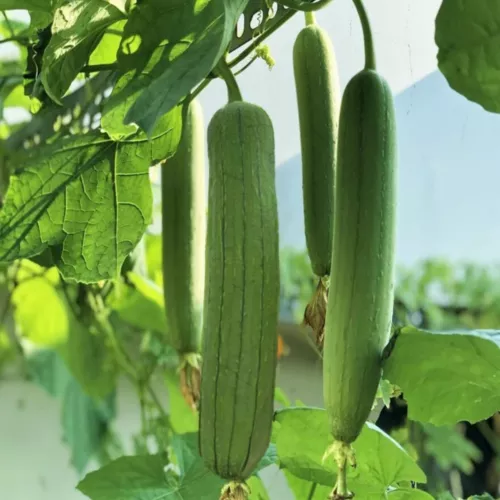 30pcs Luffa Chubby Pier Gourd Seeds - Non-GMO, Loofah Sponge Gourd Seeds - $9.40