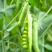 Grow Your Own Vegetables - Non-GMO Green Peas Seeds Pack, Multiple Quantities -  - £1.59 GBP
