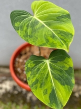Philodendron Gloriosum Variegated - £1,028.23 GBP