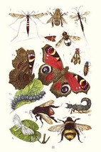 Mason Bee, Sting-fly, Peacock Butterfly, Humble Bee by James Sowerby - Art Print - £17.57 GBP+