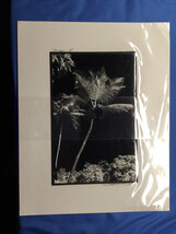 JOHN WALTHER - MIAMI HERALD PHOTOGRAPHER - PALM TREE SIGNED FRAME Vintag... - $29.68