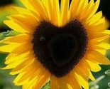 50 Seeds Heart Shaped Sunflowers Huge Sunflower R - £4.71 GBP