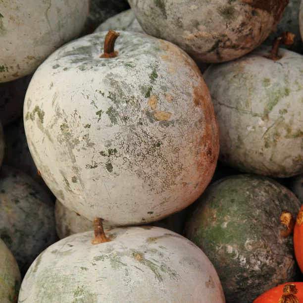 Gourd Seeds Bushel 5 Ct GIANT Vegetable Garden Seeds & Bulbs