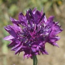 HS 35+  Centaurea Purple Cornflower Bachelor&#39;S Button Annual Flower Seeds - £3.86 GBP