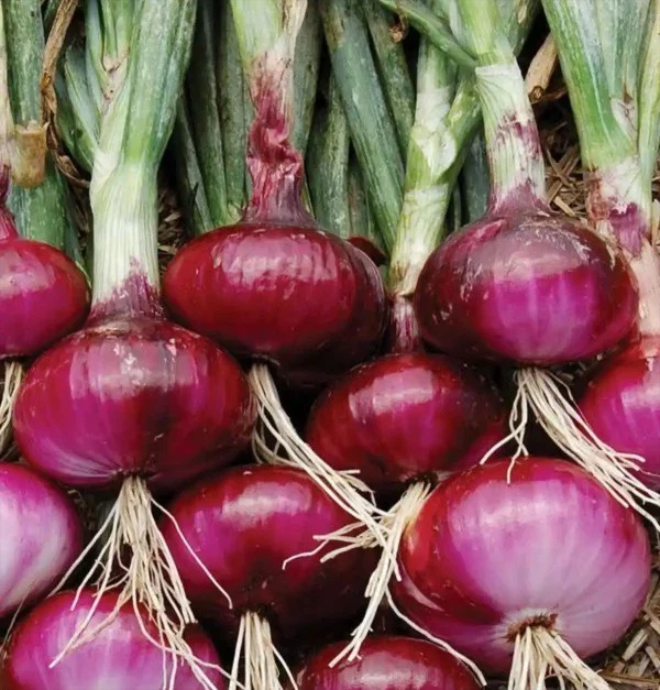 250+ Red Burgundy Onion Seeds ------ HEIRLOOM -- ORGANIC -- NON GMO -- F... - $6.85