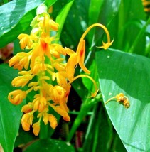 10 Yellow Dancing Ladies Ginger Seeds Bulbets Globba Schomburgkii USA Fast Shipp - $16.40