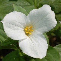 Trillium Graniflorium Wood Partial Shades Wild Flowers 20 Bare Roots White Bulbs - £51.35 GBP