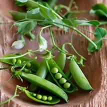 Grow In US 25 Little Marvel Pea Delicious Vegetable Healthy Crisp Sweet - £7.35 GBP