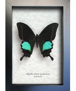 Emerald Peacock Swallowtail Papilio Paris Butterfly Framed Entomology Sh... - $1,039.09 MXN