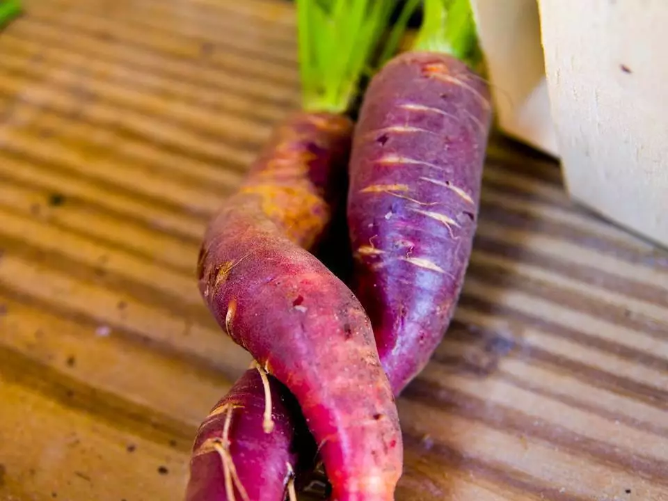 Semilir Cosmic Purple Carrot Heirloom Garden 60 Seeds - £7.15 GBP