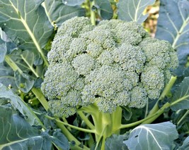 US Seller 300 Waltham 29 Broccoli Seeds Organic Heirloom Cool Season Vegetable - £6.68 GBP