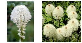 Beargrass Seeds WHITE TORCH LILY (Xerophyllum tenax) Tall Flower 200 Seeds - £13.46 GBP