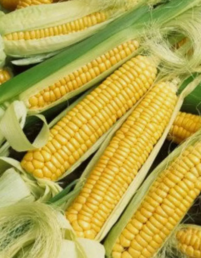 HT 15 Seeds Early Golden Bantam Sweet Corn Seeds Planting Seeds - $8.33