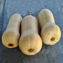 Waltham Butternut Winter Squash Vegetable Seeds Fresh Seeds USA - $14.26