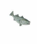 Striped Bass Striper Rockfish Vinyl Decal Sticker - Car Home Truck Coole... - €5,99 EUR+