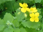 Organic 25+ Seeds of Medicinal Greater Celandine Plant (Chelidonium Majus)  - £4.79 GBP