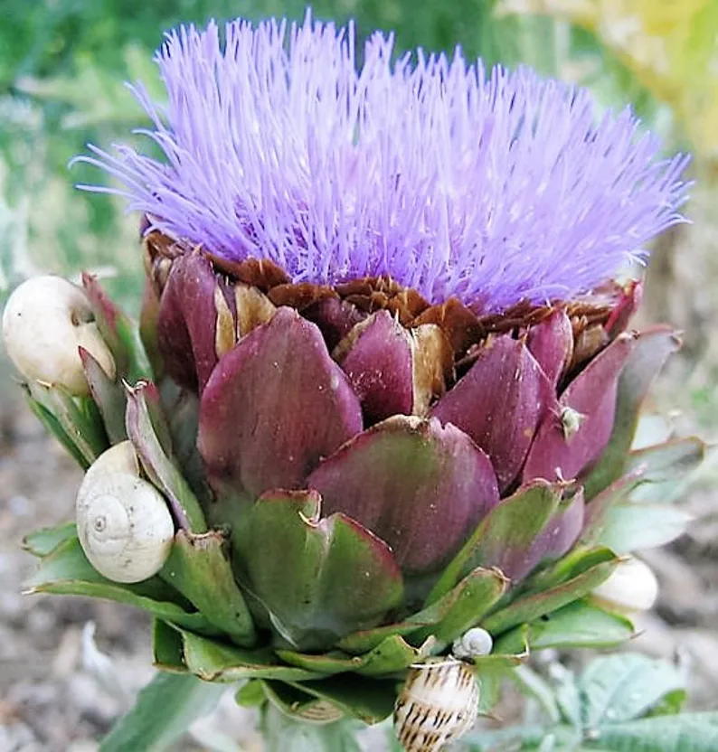 50 Seeds Purple Romagna Artichoke Italian Cynara Scolymus Flower Vegetable - £7.97 GBP