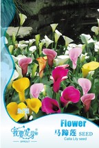 Fresh New Mixed Calla Lily Flower 10 Pack - £21.20 GBP