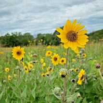 FA Store 101 Downy Sunflower Seed Native Prairie Wildflower Drought Summer Fall  - £7.20 GBP