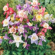 Columbine European Mix Flower Seeds Aquilegia Caerulea 50 Seeds - $13.98