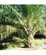 African Oil Palm Seeds Elaeis Guineensis 2 Seeds Gardening USA SELLER - £14.91 GBP