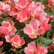 Godetia Seed Farewelltospring Flower Seeds 10000 Seeds Fresh Seeds Fast Shipping - £16.08 GBP