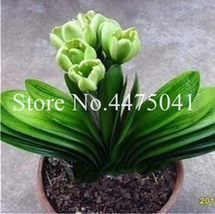 Hot 100 Colorful Clivia Miniata Bonsai, Indoor Bush Lily with Ornamental Valu... - $19.05