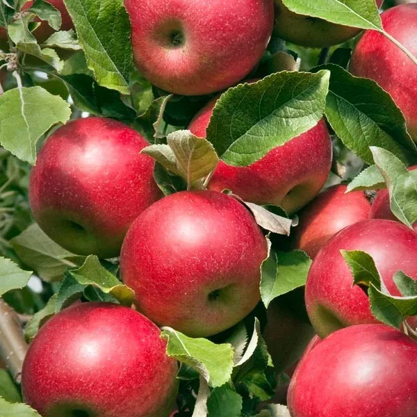 25 Seeds Paradise Apple Red Delicious Common Malus Pumila Domestica Fruit Tree F - £15.72 GBP