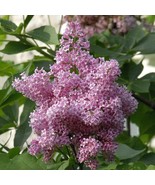 25+ James Mcfarla Lilac Seeds Tree Fragrant Flowers Perennial Seed Flowe... - $9.99