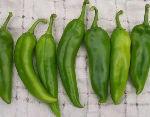 25 Hatch Rattlesnake Pepper Seeds 2024 Heirloom Seed Usa Fresh Garden - £5.00 GBP