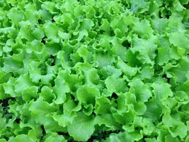BStore Grand Rapids Lettuce Seeds 450 Healthy Garden Leafy Greens Salad - £6.72 GBP