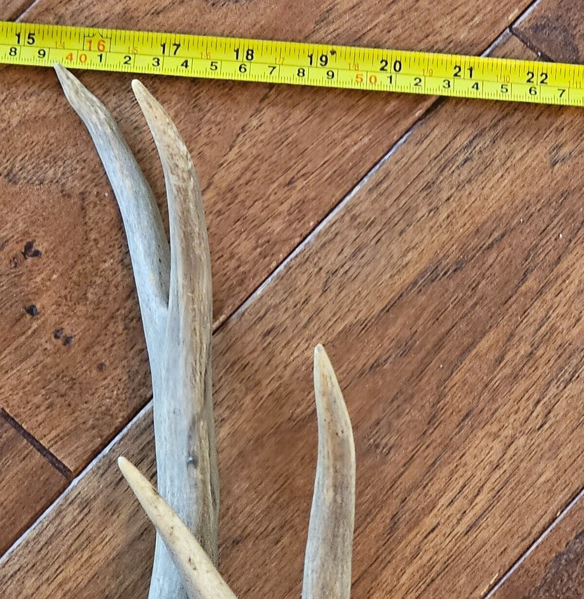 22" wide 4x4 Colorado MULE DEER RACK antlers whitetail mount sheds taxidermy Item image 6
