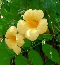 Yellow Trumpet Creeper Vine 20 Seeds Campsis Radicans &#39;Flava&#39; Hummingbir... - $7.99