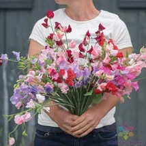 50+ Elegance Formula Mix Sweet Pea Seeds - $8.48