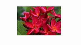 Hawaiian Red Plumeria Frangipani Cuttings 1 Package Cutting is 9 to 12 Inches lo - £20.77 GBP