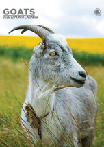 Goats Calendar 2026 - $19.99