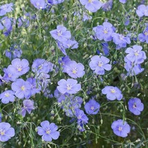 TB Blue Flax Perennial Linum Lewisii American Native Wildflower Non-Gmo ... - £4.76 GBP